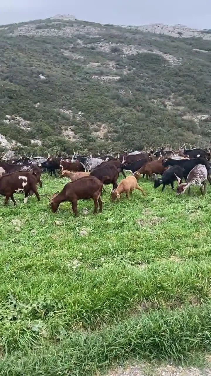 Troupeau de chèvres au Rove